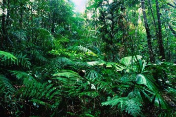 14 Popular Rainforests in the World
